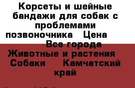 Корсеты и шейные бандажи для собак с проблемами позвоночника › Цена ­ 2 500 - Все города Животные и растения » Собаки   . Камчатский край